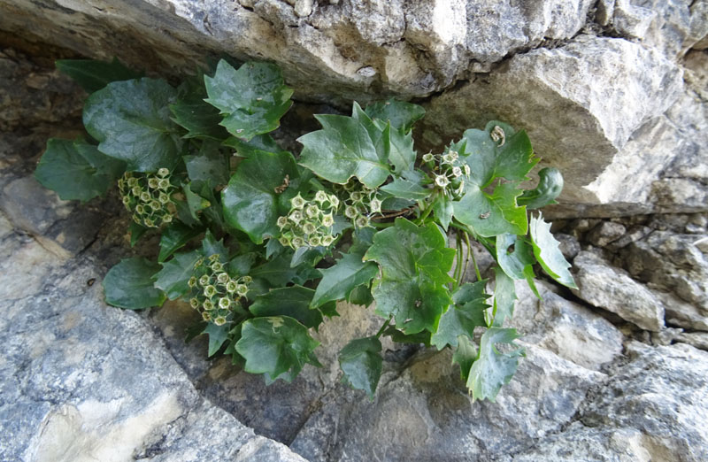 Physoplexis comosa / Raponzolo chiomoso
